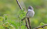 Greater Whitethroatborder=